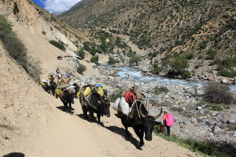 Yak caravan. Humla Karnali.